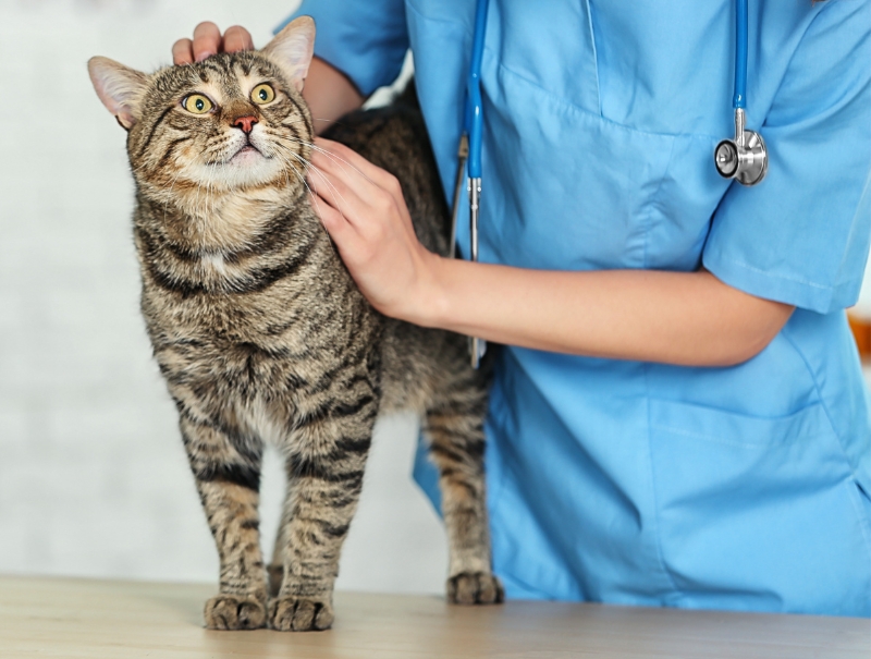 Veterinary Jobs in Cincinnati