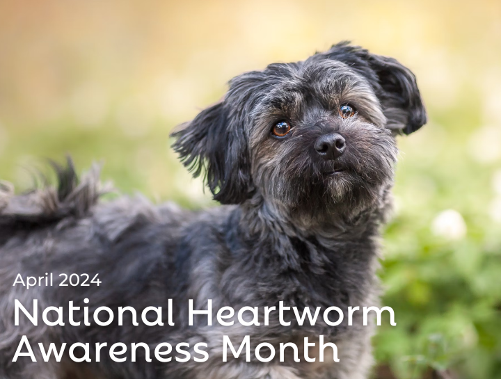 National Heartworm Awareness Month